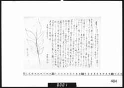 [ヌルデの薬効解説] image