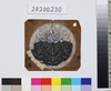 型紙　家紋　丸に七五桐/Template, Family Crest, Paulownia with Seven and Five Flowers in Circle image