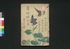 薄緑娘白浪　第五編/Usumidori Musume Shiranami (Book of Literature), Part 5 image