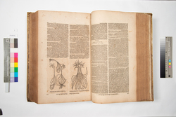 ドドネウス本草書(蘭訳) image