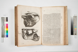 ヨンストン動物図説(蘭語訳) / Jan Jonston’s Theatrum universale historiae naturalis in Dutch translation (Naeukeurige Beschryving van de Natuur dre Vier-voetige Dieren, Vissen en Bloedlooze Water-Dieren, Vogelen, Kronkel-Dieren, Slangen en Draken) image