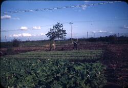 畑をたがやす農民 / Farmer Plowing the Field image