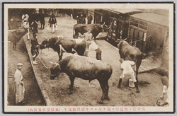 先帝陛下御霊柩ヲ挽キ奉ルベキ御料御曳牛(新橋停車場構内) / Oxen for Imperial Service, Specially Chosen to Carry the Coffin of His Majesty the Late Emperor (in the Shimbashi Station Premises) image