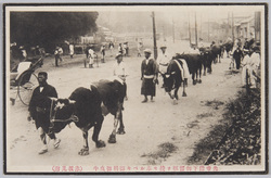 先帝陛下御霊柩ヲ挽キ奉ルベキ御料御曳牛(赤坂見付) / Oxen for Imperial Service, Specially Chosen to Carry the Coffin of His Majesty the Late Emperor (Akasaka Mitsuke) image