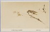 川村清雄画　「紅葉に雀」/Maple Leaves with a Sparrow : Painted by Kawamura Kiyō image