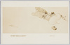川村清雄画　「かぶら」/Turnips : Painted by Kawamura Kiyō image