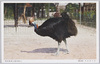 ひくひどり(喰火鶏)/Cassowary image