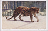 へう(豹)/Leopard image
