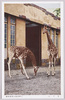 きりん/Giraffes image