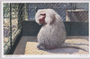 まんとひひ/Hamadryas Baboon image