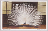いんどくじやく(印度孔雀)/Indian Peafowl  image