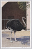 だてう(駝鳥)/Ostrich image