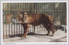 とら(虎)/Tiger image