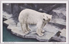 ほくきよくぐま(北極熊)/Polar Bear image