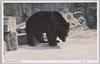 くま(熊)/Bear image