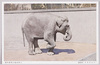いんどざう(印度象)/Indian Elephant image