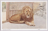 しし(獅子)/Lion image