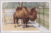 ふたこぶらくだ(雙峰駱駝)/Bactrian Camel  image