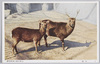 しか(鹿)/Deer image
