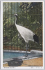 たんちやう(丹頂)/Japanese Crane image