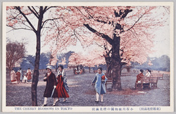 東都桜花満開 / Cherry Blossoms in Full Bloom in the Eastern Capital image