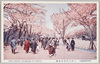 上野公園桜花満開/Cherry Blossoms in Full Bloom in Ueno Park image