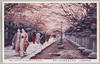 上野公園東照宮前の桜花/Cherry Blossoms in Front of the Tōshōgū Shrine in Ueno Park image