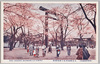 九段靖国神社の桜花満開/Cherry Blossoms in Full Bloom at the Yasukuni Shrine, Kudan image