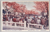 小金井の賑い桜花爛漫/Bustling Koganei with Cherry Blossoms in All Their Glory image