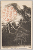 阿新丸隠松/Kumawakamaru Kakurematsu Pine Tree image