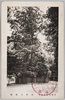 御神木綾杉/Sacred Tree 