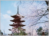 上野公園春の五重塔/Ueno Park Five-Storied Pagoda in Spring image
