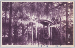 藤の名所 亀戸藤花 / Famous Spot for Wisteria Flowers, Wisteria Flowers in the Kameido Tenjin Shrine image