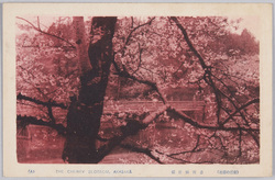 東都の桜花 / Cherry Blossoms of the Eastern Capital image