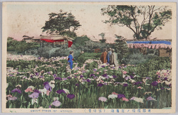 東都堀切ノ花菖蒲 堀切園 / Horikirien Iris Garden in Horikiri in the Eastern Capital image