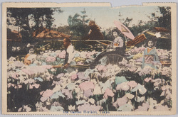[東京･横浜の花] / [Flowers of Tokyo and Yokohama] image