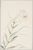 [女学生習作絵葉書 百合]/Postcards, Studies by Girl Students: Lily image