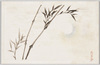 [女学生習作絵葉書 竹と月]/Postcards, Studies by Girl Students: Bamboo and Moon image
