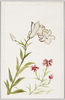 [女学生習作絵葉書 百合と撫子]/Postcards, Studies by Girl Students: Lily and Dianthus image