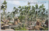 茂る檳榔樹/Betel-nut Trees image