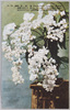 胡蝶蘭/Phalaenopsis Orchid image