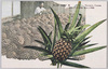 鳳梨/Pineapple image