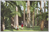 椰子樹のいろいろ/Various Palm Trees image