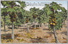 パパイヤ畑/Papaya Trees image
