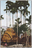 伸びる檳榔/Growing Betel Palm Trees image