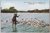 家鴨飼/Duck Farmer image