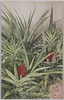 鳳梨(ぱいんあつぷる)/Pineapple image