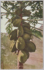 木瓜(ぱぱや)/Papaya image
