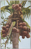 檳榔樹1/Betel Palm Tree: 0001 image