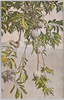 釈迦(せきや)/Buddha's Head Fruit (Sugar Apple) image
